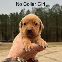 RebaKirby, a female Labrador Retriever for sale in Carrollton, GA – Photo 4 of 6