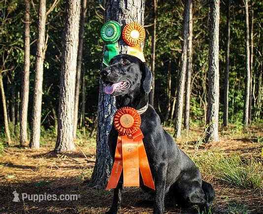 Bebe-Cash – Labrador Retriever puppy for sale in Carrollton, GA