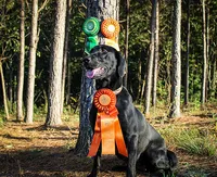 Bebe-Cash, a  Labrador Retriever for sale in Carrollton, GA – 1 of 2