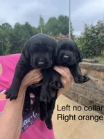 Lilly-Boss, a male Labrador Retriever for sale in Carrollton, GA – 6 of 6