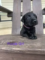 Bebe-Cash, a male Labrador Retriever for sale in Carrollton, GA – 3 of 5