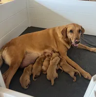 Tips-Kirby, a female Labrador Retriever for sale in Carrollton, GA – 6 of 8