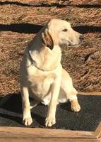 Lilly-Boss, a male Labrador Retriever for sale in Carrollton, GA – 4 of 4