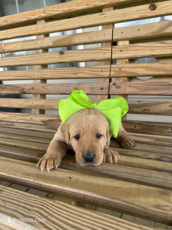 Tips-Kirby – Labrador Retriever puppy for sale in Carrollton, GA