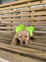 Tips-Kirby, a female Labrador Retriever for sale in Carrollton, GA – 1 of 8