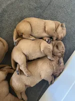 Tips-Kirby, a female Labrador Retriever for sale in Carrollton, GA – 5 of 8