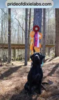 OzzieEllie, a male Labrador Retriever for sale in Carrollton, GA – 2 of 3