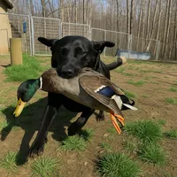 Lilly-Boss, a male Labrador Retriever for sale in Carrollton, GA – 1 of 4