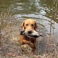 RosieKirby, a  Labrador Retriever for sale in Carrollton, GA – Photo 1 of 2