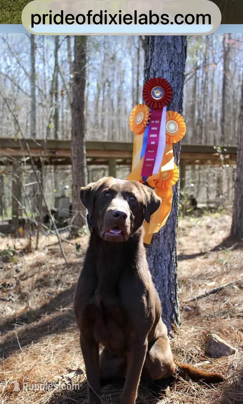 OzzieEllie – Labrador Retriever puppy for sale in Carrollton, GA