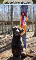 OzzieEllie, a male Labrador Retriever for sale in Carrollton, GA – 1 of 3