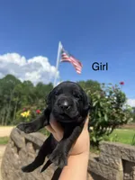 Bebe-Cash, a male Labrador Retriever for sale in Carrollton, GA – 5 of 5