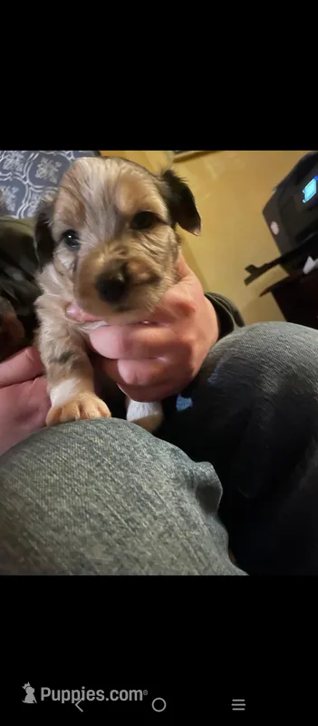 Ellie, a female Morkie for sale in Somerset, KY – Photo 1 of 5