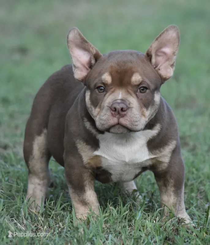 Choc trindle – American Bully puppy for sale in Salisbury, MD