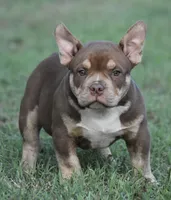 Choc trindle, a male American Bully for sale in Salisbury, MD – 1 of 3