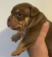 Pups, a male American Bully for sale in Salisbury, MD – 3 of 4