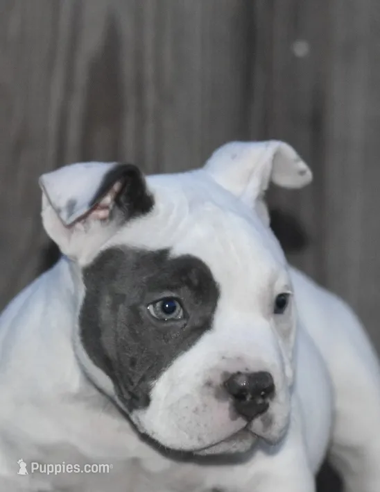 Bluey – American Bully puppy for sale in Salisbury, MD
