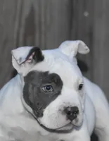 Bluey, a male American Bully for sale in Salisbury, MD – 1 of 2