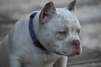 Tick, a female American Bully for sale in Salisbury, MD – 2 of 2