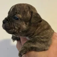 Pups, a male American Bully for sale in Salisbury, MD – 2 of 4