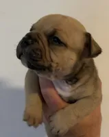 Pups, a male American Bully for sale in Salisbury, MD – 4 of 4
