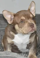 Choc trindle, a male American Bully for sale in Salisbury, MD – 2 of 3