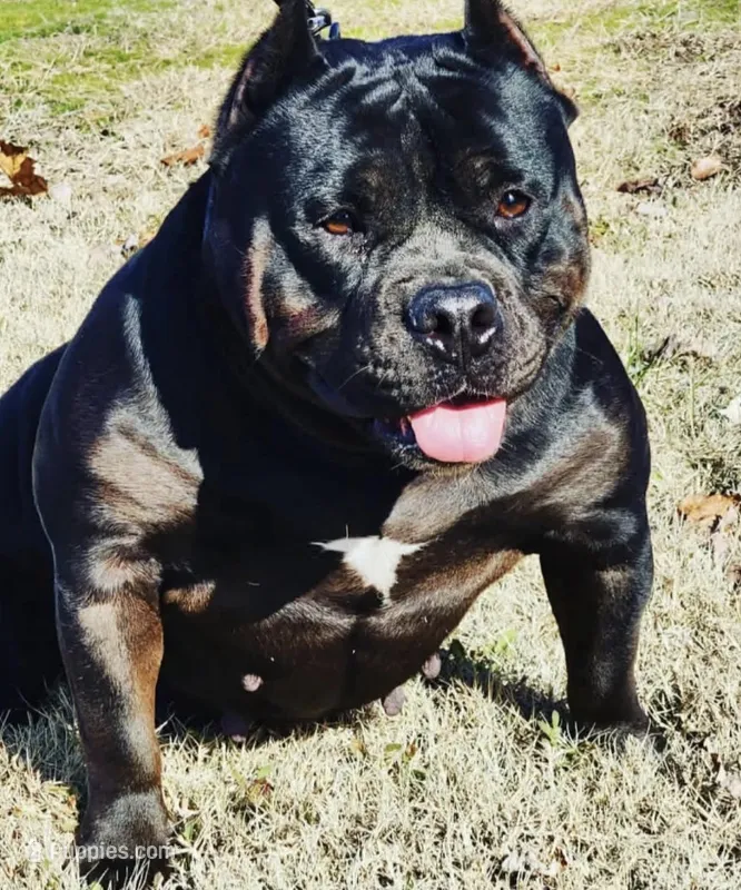 Koko – American Bully puppy for sale in Salisbury, MD