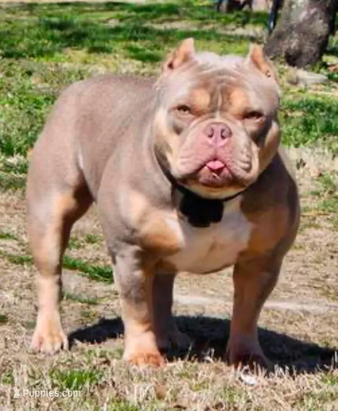 Frankie – American Bully puppy for sale in Salisbury, MD