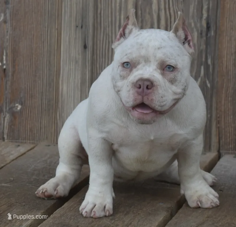 Tick – American Bully puppy for sale in Salisbury, MD