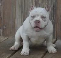 Tick, a female American Bully for sale in Salisbury, MD – 1 of 2