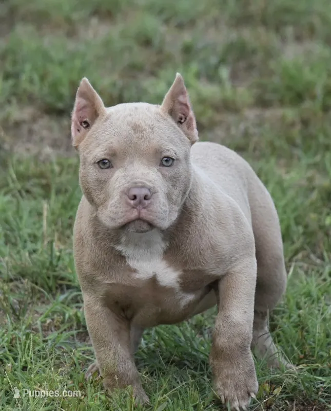 Goldie – American Bully puppy for sale in Salisbury, MD