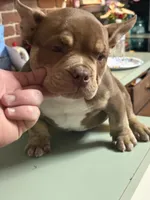 Choc trindle, a male American Bully for sale in Salisbury, MD – 3 of 3