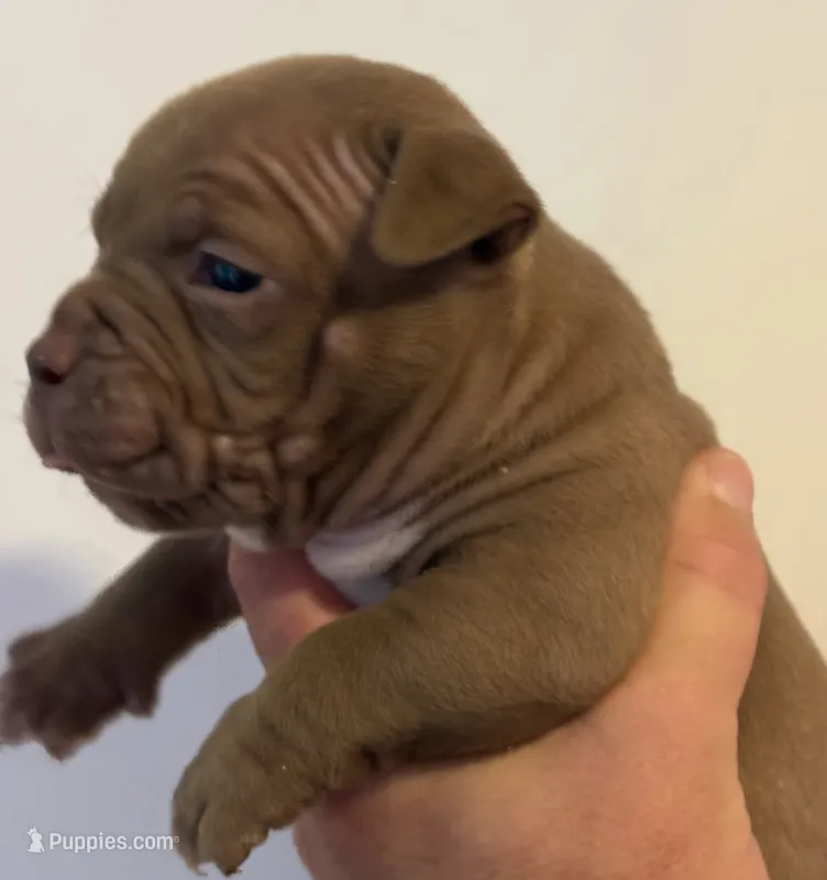 Pups – American Bully puppy for sale in Salisbury, MD