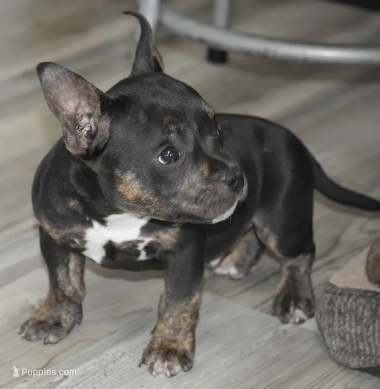 Tri boy – American Bully puppy for sale in Salisbury, MD