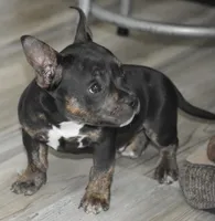 Tri boy, a male American Bully for sale in Salisbury, MD – 1 of 2