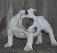 Bluey, a male American Bully for sale in Salisbury, MD – 2 of 2