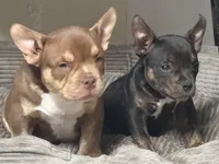 Tri boy, a male American Bully for sale in Salisbury, MD – 2 of 2