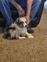 Buster, a male Miniature American Shepherd for sale in Carbondale, IL – 2 of 5