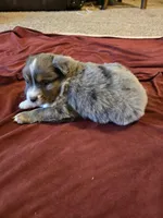 Blue, a female Miniature Australian Shepherd for sale in Carbondale, IL – Photo 3 of 4