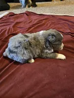 Blue, a female Miniature Australian Shepherd for sale in Carbondale, IL – Photo 1 of 4