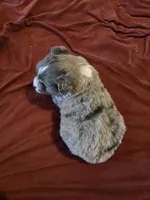 Blue, a female Miniature Australian Shepherd for sale in Carbondale, IL – Photo 4 of 4