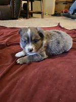 Blue, a female Miniature Australian Shepherd for sale in Carbondale, IL – Photo 2 of 4