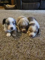 Red, a male Miniature Australian Shepherd for sale in Carbondale, IL – 5 of 6