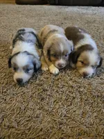 Jackson , a male Miniature Australian Shepherd for sale in Carbondale, IL – 5 of 6