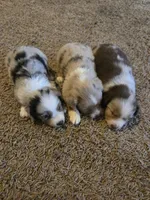Red, a male Miniature Australian Shepherd for sale in Carbondale, IL – 6 of 6