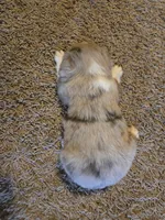 Jackson , a male Miniature Australian Shepherd for sale in Carbondale, IL – 3 of 6