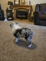 Buster, a male Miniature American Shepherd for sale in Carbondale, IL – 5 of 5