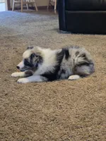 Buster, a male Miniature American Shepherd for sale in Carbondale, IL – 4 of 5