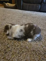 Red, a male Miniature Australian Shepherd for sale in Carbondale, IL – 2 of 6