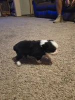 Pearl, a female Toy Australian Shepherd for sale in Carbondale, IL – 7 of 8